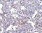 Transmembrane Channel Like 6 antibody, NBP1-76891, Novus Biologicals, Immunohistochemistry paraffin image 