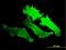 Guanylate Cyclase 2D, Retinal antibody, H00003000-M07, Novus Biologicals, Immunofluorescence image 