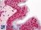 Protein Phosphatase 3 Regulatory Subunit B, Alpha antibody, LS-B11682, Lifespan Biosciences, Immunohistochemistry paraffin image 