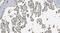 Aryl Hydrocarbon Receptor antibody, PA1782-1, Boster Biological Technology, Immunohistochemistry paraffin image 