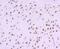 Actin Like 6A antibody, NBP2-75415, Novus Biologicals, Immunohistochemistry paraffin image 