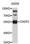 Carnosine Dipeptidase 2 antibody, abx126865, Abbexa, Western Blot image 