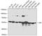 Glucose-6-Phosphate Isomerase antibody, 14-906, ProSci, Western Blot image 