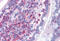 Formin Binding Protein 1 antibody, MBS244833, MyBioSource, Immunohistochemistry frozen image 