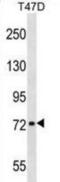 Chondroadherin Like antibody, abx028935, Abbexa, Western Blot image 