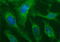 Sex Hormone Binding Globulin antibody, M00682-2, Boster Biological Technology, Immunofluorescence image 