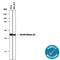 Casein Kinase 2 Alpha 1 antibody, MAB7957, R&D Systems, Western Blot image 
