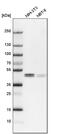 WD Repeat Domain, Phosphoinositide Interacting 1 antibody, PA5-52443, Invitrogen Antibodies, Western Blot image 