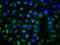 Tetraspanin 12 antibody, LS-C681623, Lifespan Biosciences, Immunofluorescence image 