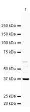 Annexin A2 antibody, PA5-19694, Invitrogen Antibodies, Western Blot image 