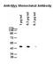 c-Myc antibody, M00026-2, Boster Biological Technology, Western Blot image 