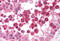 Diablo IAP-Binding Mitochondrial Protein antibody, MBS241266, MyBioSource, Immunohistochemistry frozen image 
