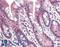 Proteasome Subunit Beta 10 antibody, LS-B10305, Lifespan Biosciences, Immunohistochemistry frozen image 