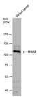 MutS Homolog 2 antibody, PA5-40136, Invitrogen Antibodies, Western Blot image 