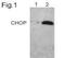 CHOP antibody, TA309621, Origene, Western Blot image 