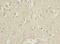 Cell Division Cycle 26 antibody, LS-C399580, Lifespan Biosciences, Immunohistochemistry frozen image 