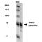 Receptor-type tyrosine-protein phosphatase F antibody, MA5-27668, Invitrogen Antibodies, Western Blot image 