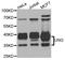 Uracil DNA Glycosylase antibody, orb154294, Biorbyt, Western Blot image 