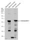 Calsequestrin 1 antibody, GTX114304, GeneTex, Western Blot image 