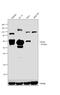CD226 Molecule antibody, PA5-31111, Invitrogen Antibodies, Western Blot image 