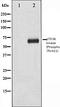 Gamma-aminobutyric acid receptor subunit beta-1 antibody, orb106083, Biorbyt, Western Blot image 