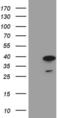 Mortality Factor 4 Like 1 antibody, MA5-26989, Invitrogen Antibodies, Western Blot image 