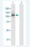 Retinoblastoma-like protein 1 antibody, H00005933-B01P-50ug, Novus Biologicals, Western Blot image 