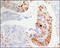 WD Repeat Domain 83 antibody, 251874, Abbiotec, Immunohistochemistry paraffin image 