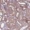 Cytosolic Fe-S cluster assembly factor NARFL antibody, NBP1-83611, Novus Biologicals, Immunohistochemistry frozen image 