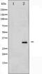 Protein Phosphatase 1 Regulatory Inhibitor Subunit 1B antibody, abx010629, Abbexa, Western Blot image 