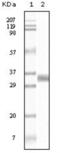 TGF beta antibody, abx011604, Abbexa, Enzyme Linked Immunosorbent Assay image 