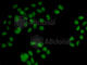 2'-5'-Oligoadenylate Synthetase 1 antibody, A2530, ABclonal Technology, Immunofluorescence image 
