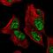 Zinc Finger Protein 233 antibody, PA5-54291, Invitrogen Antibodies, Immunofluorescence image 