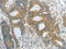Aspartoacylase antibody, CSB-PA075666, Cusabio, Immunohistochemistry frozen image 