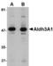 Aldehyde Dehydrogenase 3 Family Member A1 antibody, LS-B3807, Lifespan Biosciences, Western Blot image 