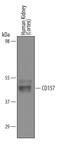 TNF Superfamily Member 9 antibody, AF4736, R&D Systems, Western Blot image 