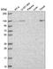 Unc-13 Homolog D antibody, HPA067117, Atlas Antibodies, Western Blot image 