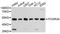 CD16 antibody, A1441, ABclonal Technology, Western Blot image 