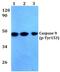 Caspase 9 antibody, PA5-36020, Invitrogen Antibodies, Western Blot image 