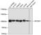 Myb Like, SWIRM And MPN Domains 1 antibody, GTX54308, GeneTex, Western Blot image 