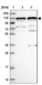 GTF2I Repeat Domain Containing 1 antibody, NBP1-91973, Novus Biologicals, Western Blot image 
