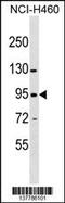 Zinc Finger Protein 484 antibody, 59-830, ProSci, Western Blot image 