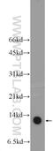 SRA Stem-Loop Interacting RNA Binding Protein antibody, 26006-1-AP, Proteintech Group, Western Blot image 