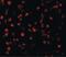 Activating Transcription Factor 6 antibody, PA5-20215, Invitrogen Antibodies, Immunofluorescence image 