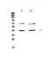 Tetraspanin 12 antibody, PA5-80195, Invitrogen Antibodies, Western Blot image 