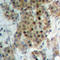 NIMA Related Kinase 9 antibody, LS-C368439, Lifespan Biosciences, Immunohistochemistry frozen image 