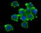 Potassium Voltage-Gated Channel Subfamily A Member 4 antibody, A05208-1, Boster Biological Technology, Immunocytochemistry image 