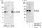 VPS42 antibody, A302-078A, Bethyl Labs, Western Blot image 