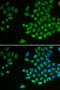 Protein Tyrosine Phosphatase Non-Receptor Type 2 antibody, 18-270, ProSci, Immunofluorescence image 