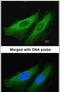 3-Hydroxy-3-Methylglutaryl-CoA Lyase antibody, PA5-21996, Invitrogen Antibodies, Immunofluorescence image 